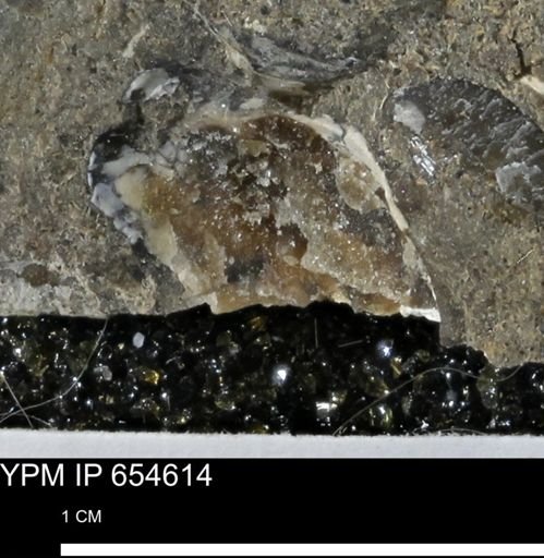 Mollusca