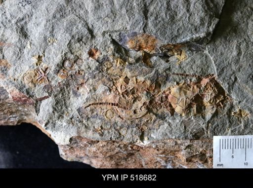 Macrocystella sp.