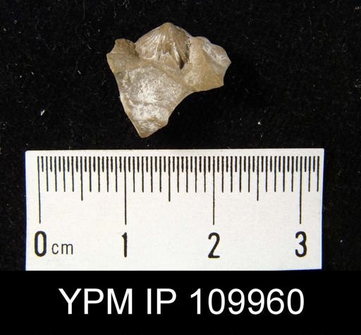 Camarotoechia argentea