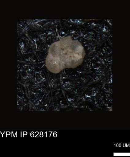 undet. Foraminiferida