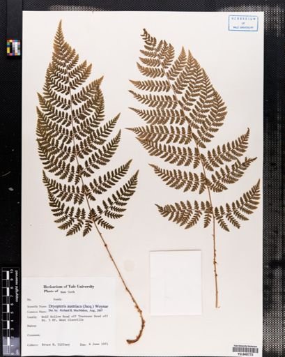 Dryopteris austriaca