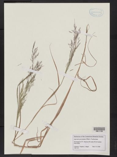 Agrostis perennans