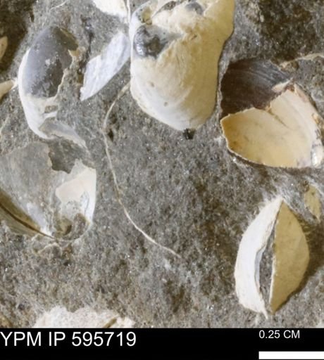 Protocardia sp.