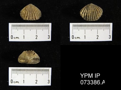 Camarotoechia cedarensis