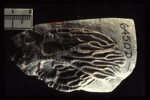 Cyathocrinites multibrachiatus