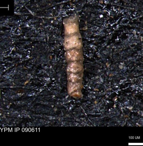 undet. Foraminiferida