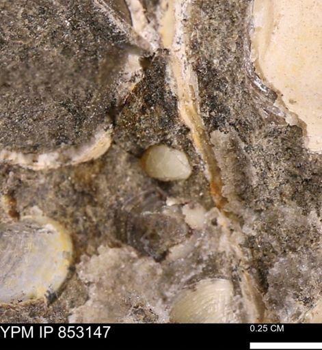 Limopsis striatopunctatus