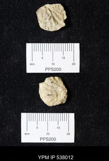 Plicatula dentonensis