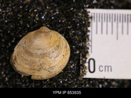 Limopsis striatopunctatus