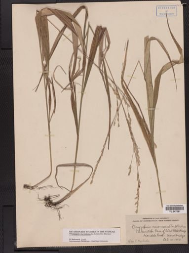 Oryzopsis racemosa