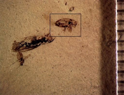 Cryptorhynchinae?