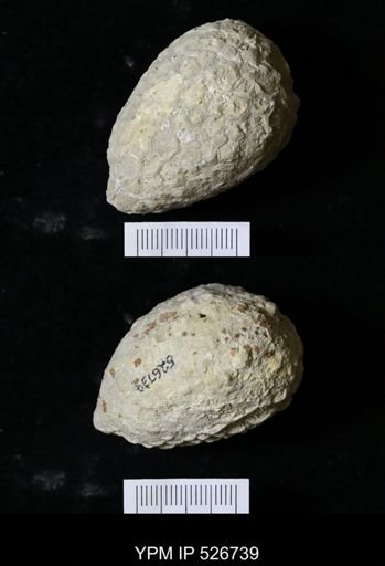 Holocystites sp.
