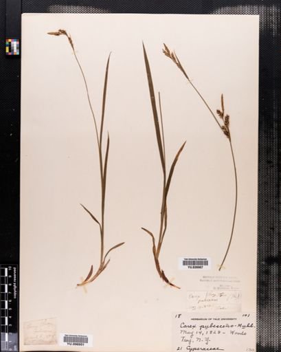 Carex hirtifolia