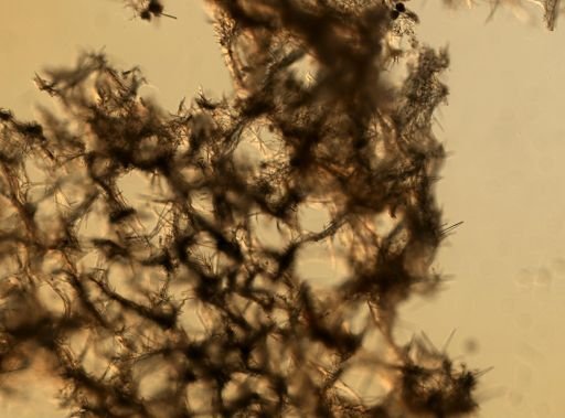 Clathria juniperina