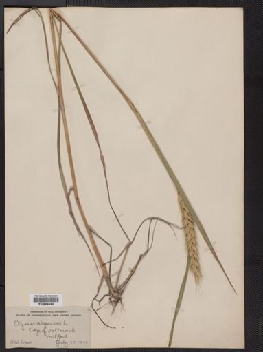 Elymus virginicus