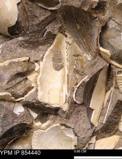 Limopsis striatopunctatus