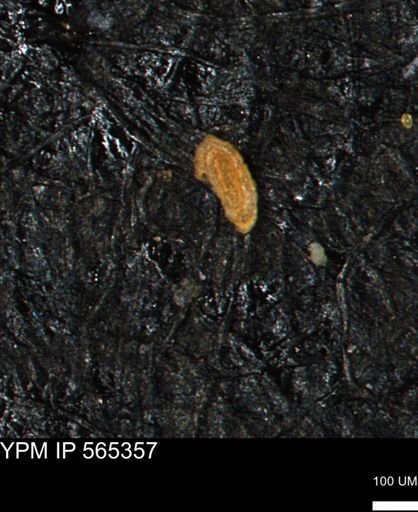Spirolocammina planula
