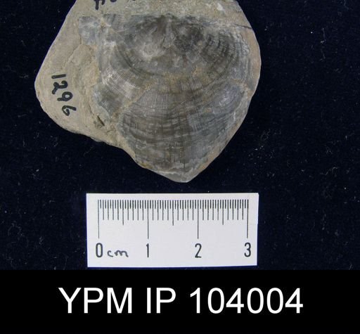 Strophomena hecuba