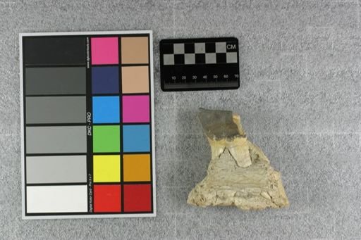 Metamynodon planiceps