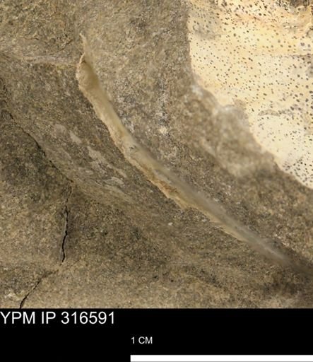 undet. Mollusca