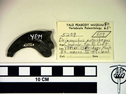 Deinonychus antirrhopus