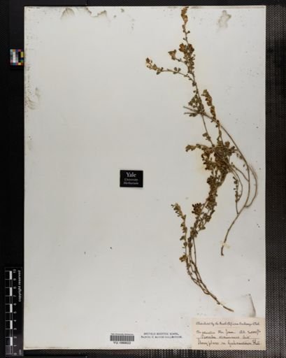 Plantae