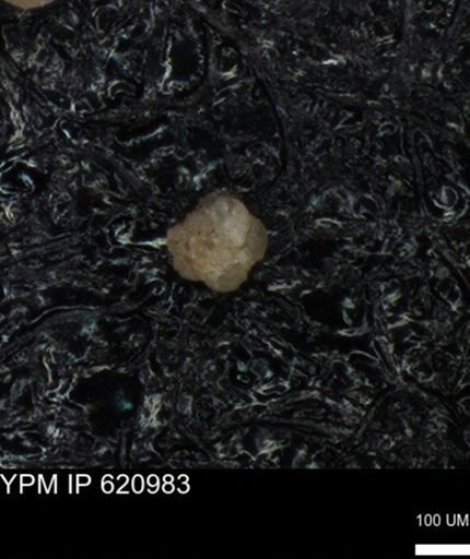 undet. Foraminiferida