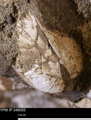 undet. Bivalvia