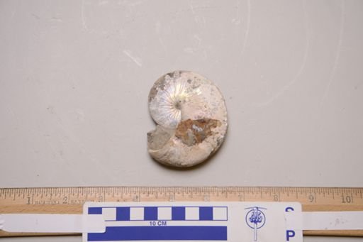 Hoploscaphites nicolletii