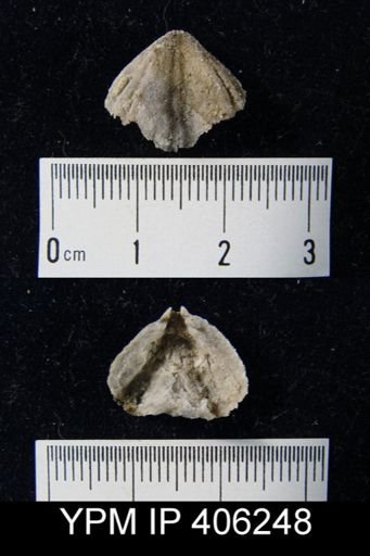undet. Rhynchonellida