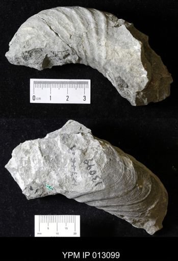 Gasconsoceras pulchellum