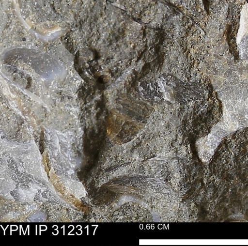 undet. Bivalvia