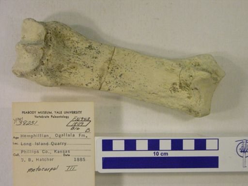 Rhinocerotidae