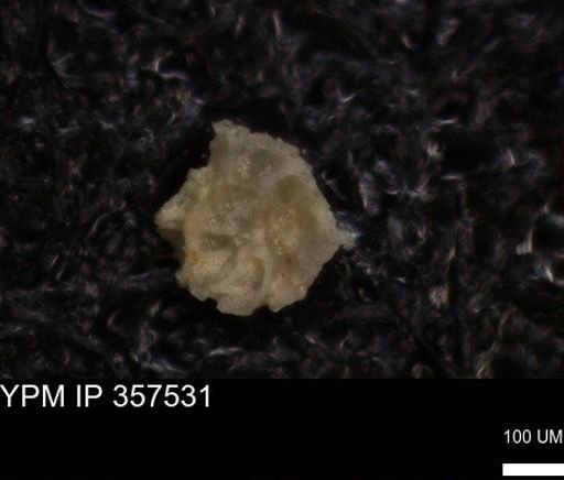 undet. Foraminiferida