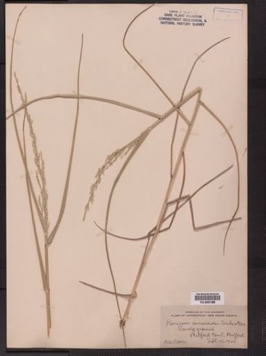 Panicum amarum