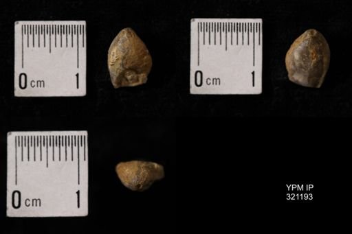 Dielasma turgida