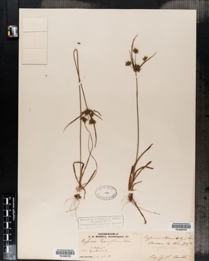 Cyperus houghtonii