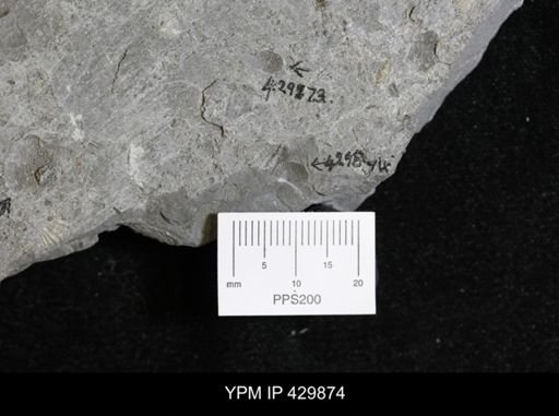 Devonochonetes sp.