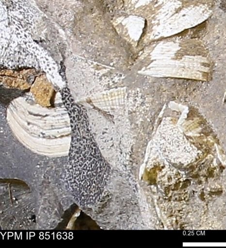 Limopsis striatopunctatus