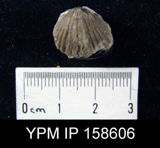 Rhynchotrema anticostiensis