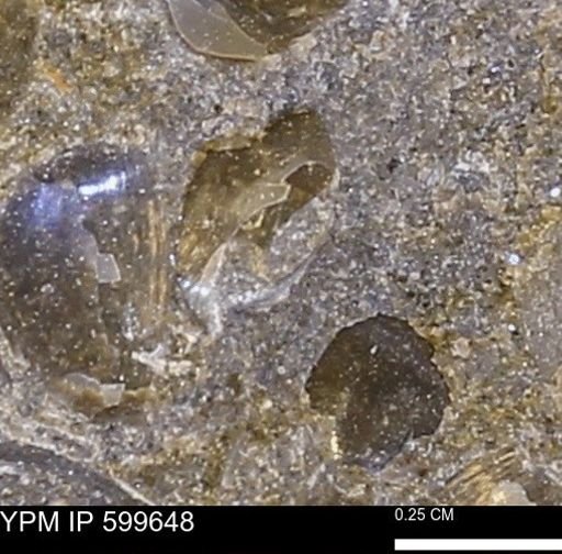 Protocardia subquadrata