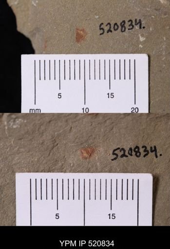 Chelicerata