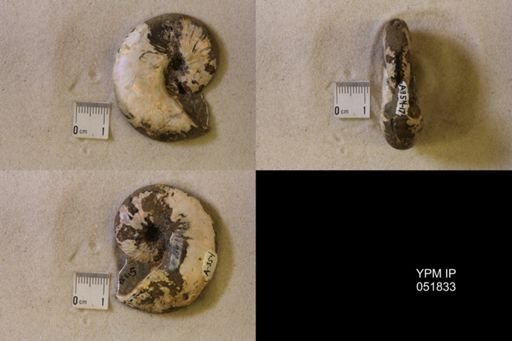 Hoploscaphites nicolletii