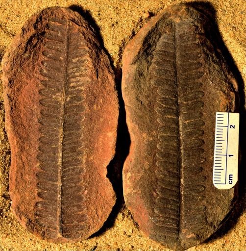 Pecopteris villosa