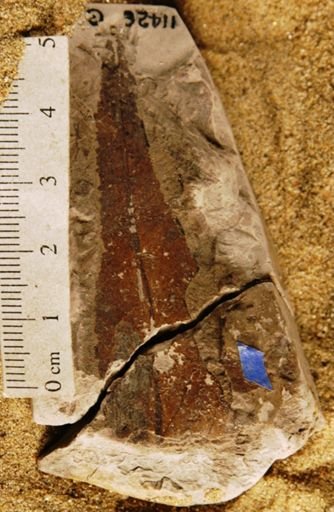 Andromeda parlatorii