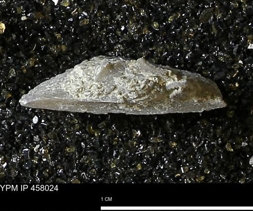 Strophodonta sp.