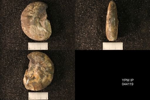 Hoploscaphites nicolletii