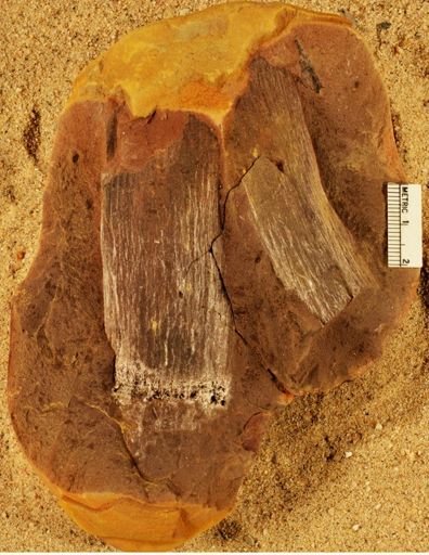 Calamites sp.