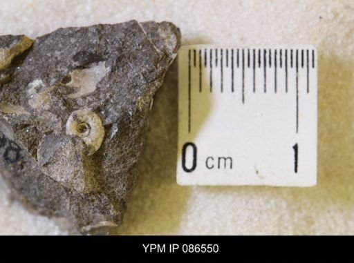 undet. Scaphitidae