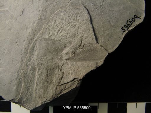 undet. Eurypterida